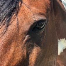 The eyes of the Horse